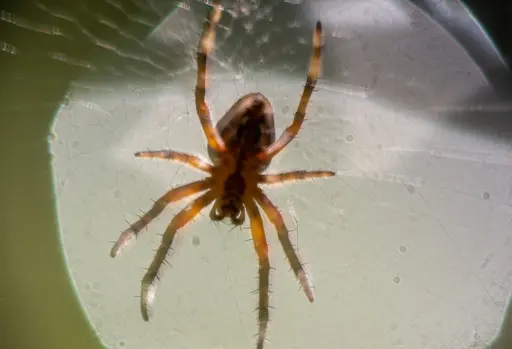 spidew
