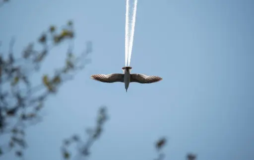 bird in the sky with a chemtrail behind it