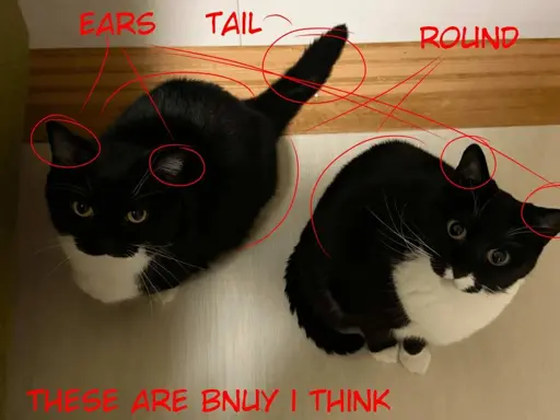 cat = bunny