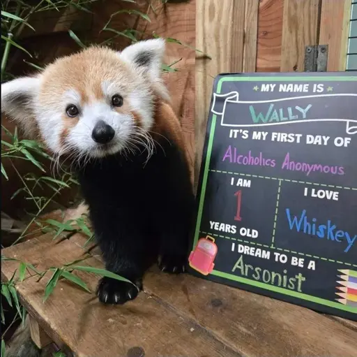Red panda next to a blackboard reading as the following: "My name is WALLY. It's my first day of ALCOHOLICS ANONYMOUS. I am 1. I love WHISKEY. I dream to be an ARSONIST."
