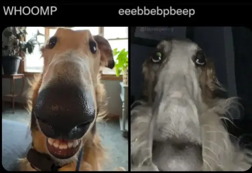 Close up of two borzoi shnozeseses (they are REALLY LONG), one is WHOOMP the other is eeebbebpbeep