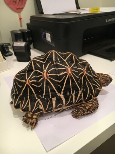 A radiated tortoise, sitting on top of papers on a desk, in front of a printer.