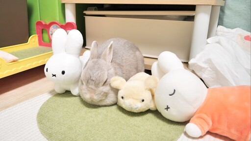 A pet rabbit sleeps between some rabbit dolls