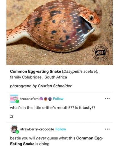 Screenshot of a tumblr thread. Transcription:  
Unknown user:
  [Photo of a light brown snake with dark brown and black spots and a white underbelly. The snake's body directly behind its head appears to be inflated to more than triple its regular width, and has a distinctly egg-shaped sihlouette.]
  **Common Egg-eating Snake** (*Dasypeltis scabra*), family Colubridae, South Africa
  *photograph by Cristian Schneider*
Reply by user traaansfem:
  what's in the little critter's mouth??? is it tasty??
  :3
Reply by user strawberry-crocodile:
  bestie you will *never* guess what this **Common Egg-Eating Snake** is doing