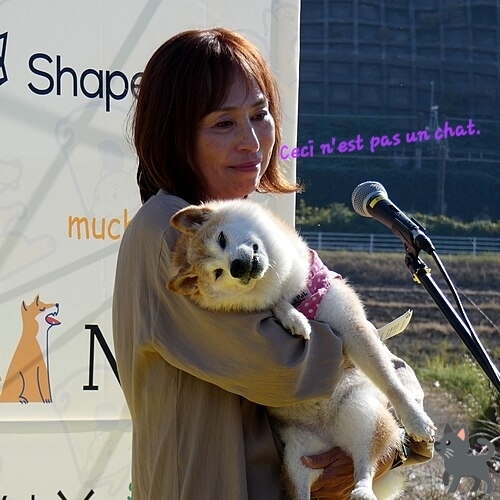 Ceci n'est pas un chat.

Picture of Kabosu (aka Doge) held by her owner Atsuko Sato.
