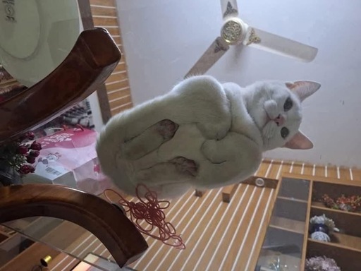 A white cat loafs on a glass table, picture is a view from below.